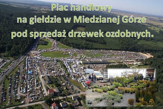 Wszystko do Ogrodu,drzewka ozdobne Kielce giełda